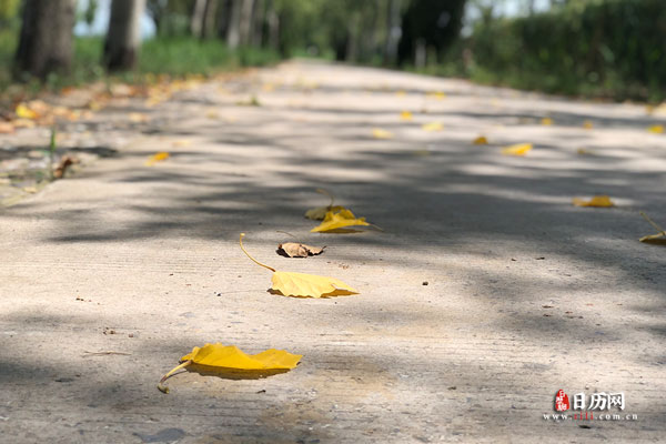 地面掉落的树叶黄叶秋天秋色阳光