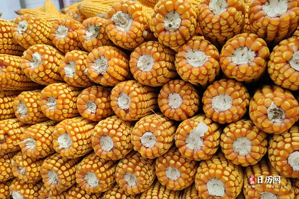 秋季丰收玉米农作物