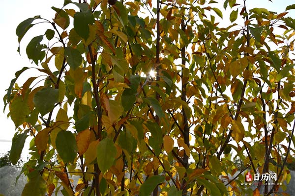 秋天风景树叶植物