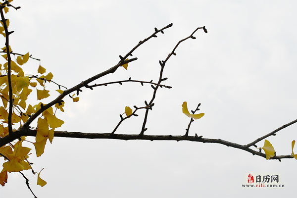 秋天银杏树枝叶