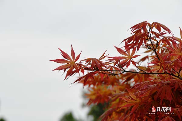 树木树叶秋景植物秋天红叶