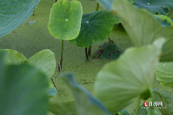 荷花池布满了绿色的浮萍