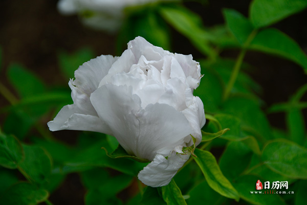 花卉白色牡丹