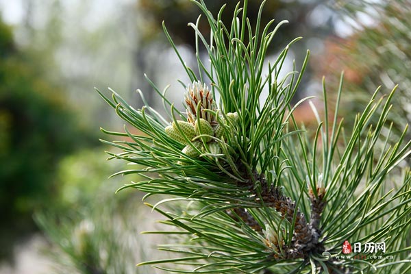 绿色植物马尾松