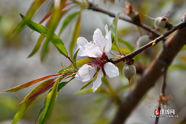 植物桃树开花结果
