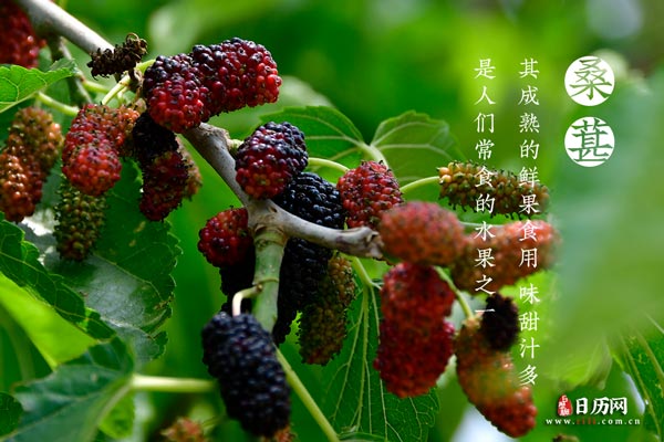 桑葚