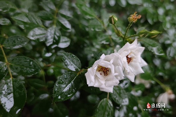 下雨天雨水落在白色的月季花上