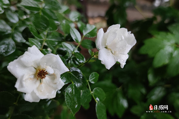 下雨天雨水落在白色的月季花上