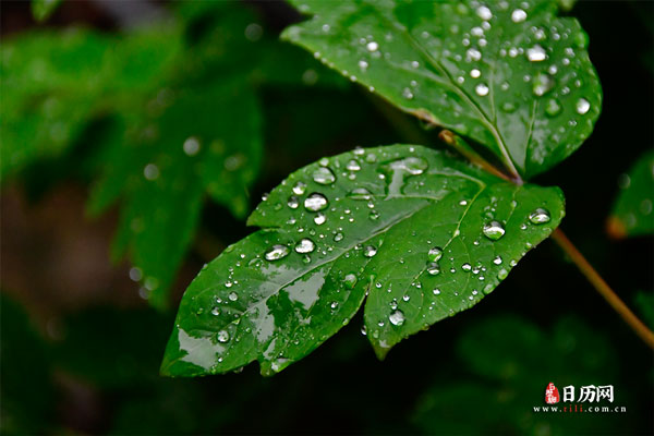 下雨天雨植物露水自然叶户外花园绿色