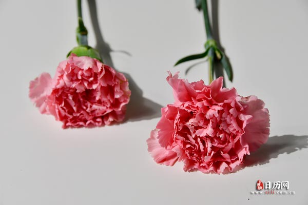 两朵粉色康乃馨