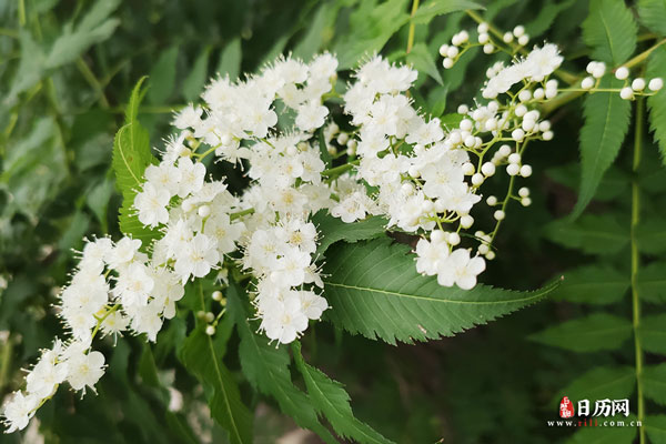 白色小花植物