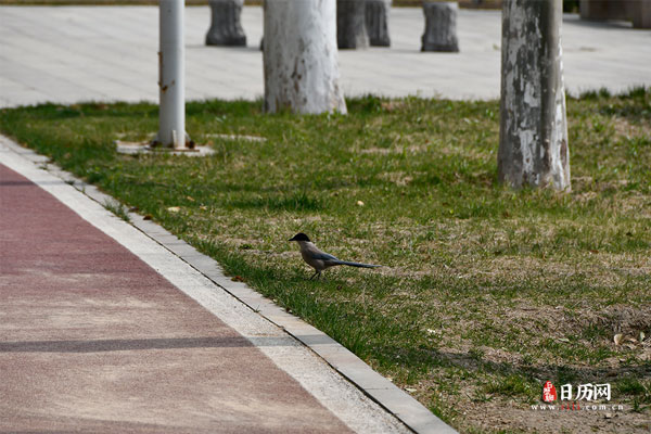 公园草坪上站立的喜鹊