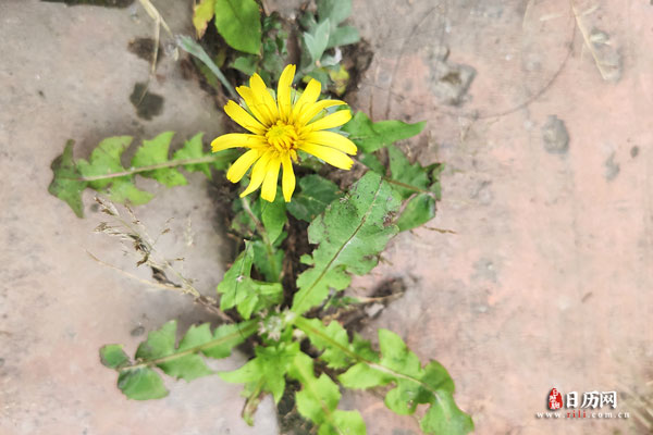 植物风景之一朵黄色的小花