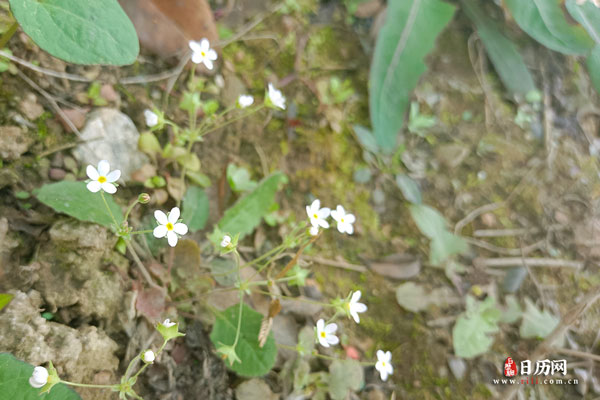 植物之白色小花