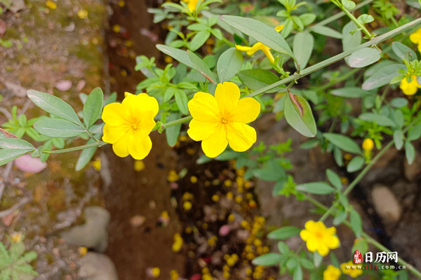 植物之黄色小花