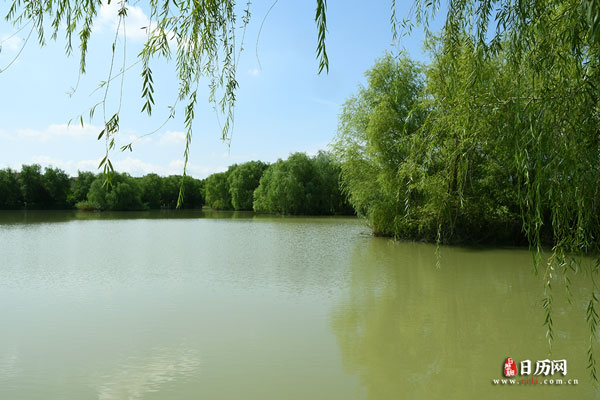 湖水柳树风景
