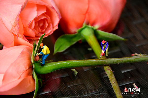 情人节微缩摄影之两个工人锯玫瑰花枝