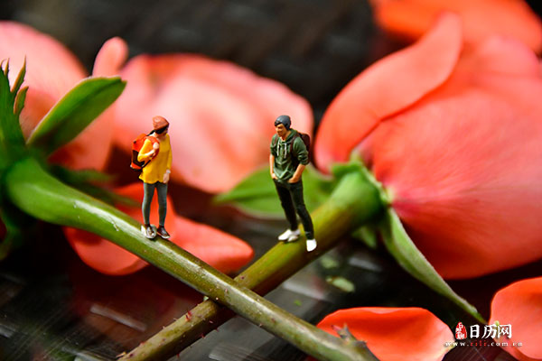 情人节微缩摄影之情侣站在玫瑰花枝上对望