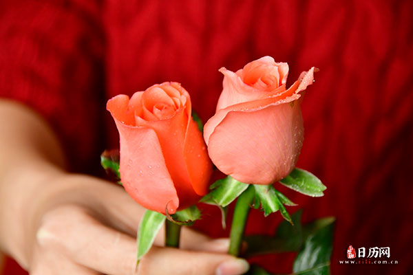 手拿两朵玫瑰花