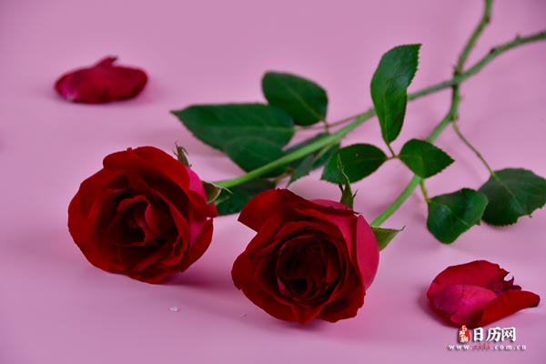 红色玫瑰花花瓣-
