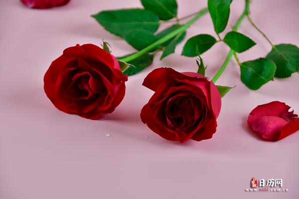 红色玫瑰花花瓣-