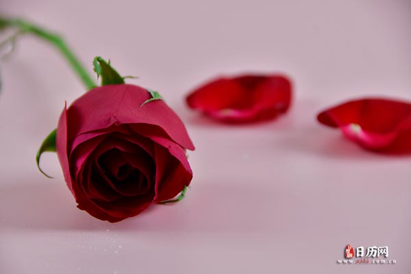 红色玫瑰花叶子植物浪漫清新花束鲜花-