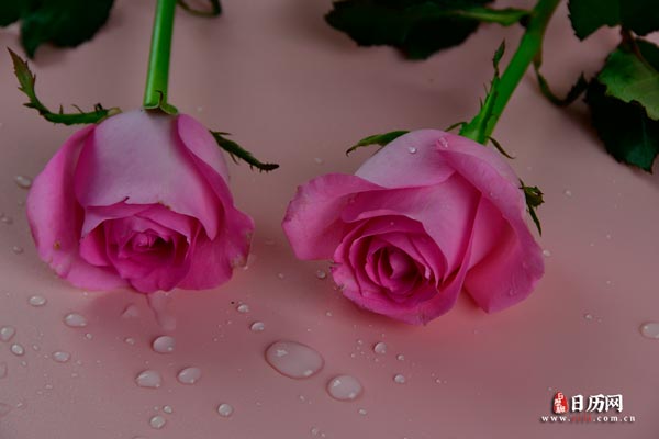 花卉粉色鲜花美丽玫瑰花-