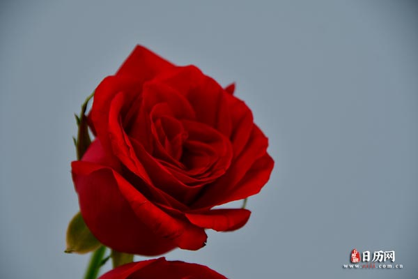 花卉玫瑰花鲜花红玫瑰-