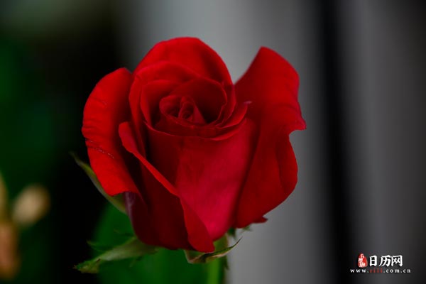 花卉一枝红色玫瑰花植物-