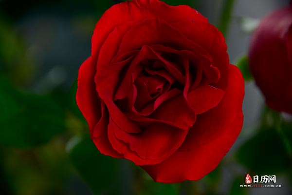 花卉一枝红色玫瑰花植物-