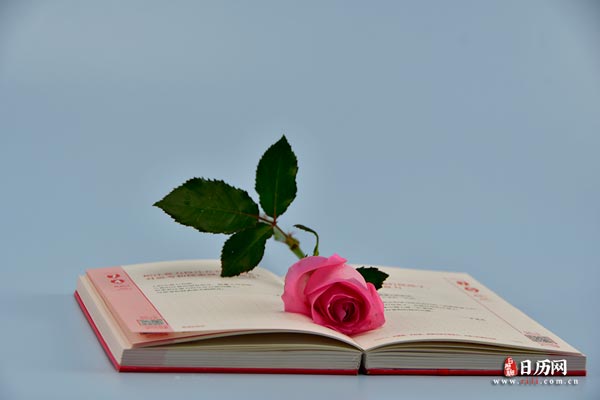 玫瑰花书粉色一束花-