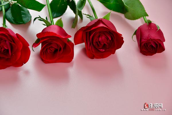 鲜花花束红色玫瑰花-