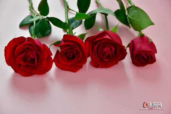 鲜花花束红色玫瑰花-