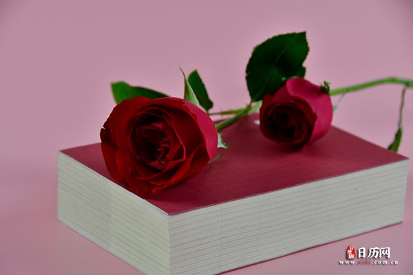 鲜花书一朵红色玫瑰--