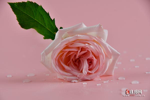 鲜花一朵粉色玫瑰花叶子植物