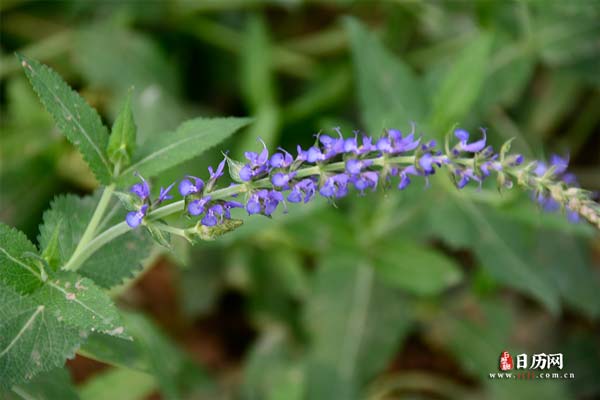 绿色植物蓝色花卉