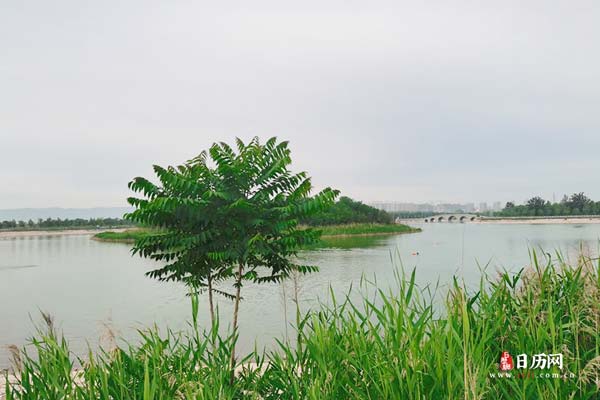 绿色植物自然湖泊桥