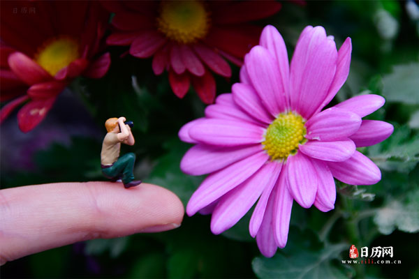 微缩摄影之小人给粉色菊花拍照