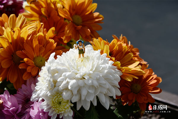 微缩摄影之一名背包客站在菊花上
