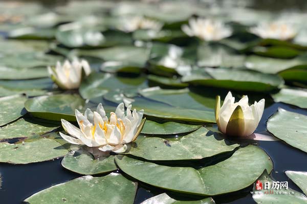 池塘睡莲浮萍-水生植物-