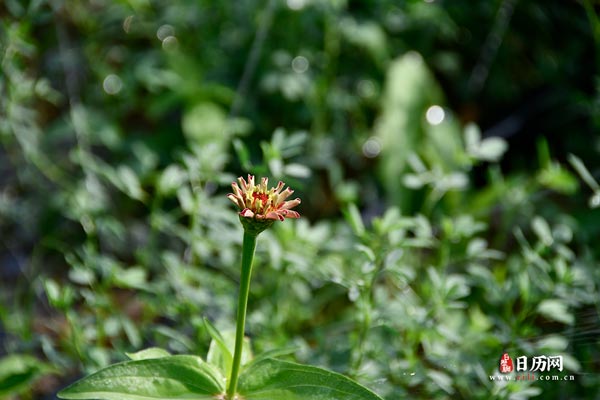 花草植物花卉花朵园林绿化