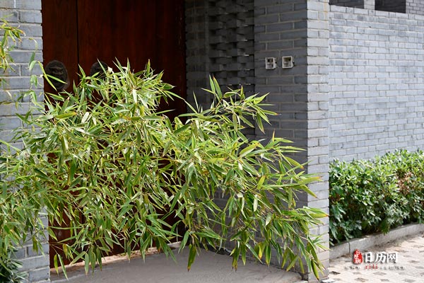 绿植绿叶绿化绿色竹叶