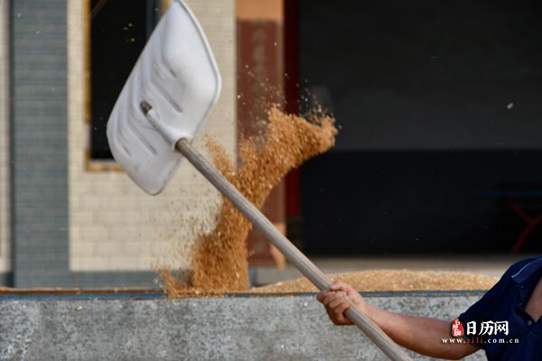 麦子晒麦小麦晾晒丰收粮食收获麦粒农民-