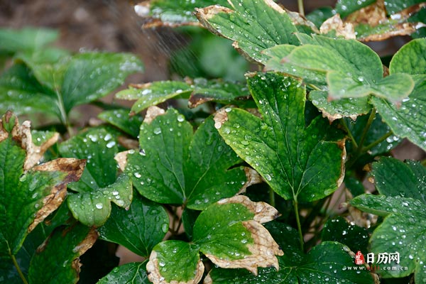 水珠露珠雨绿色植物-