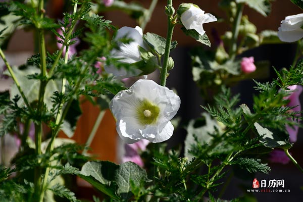 植物白色花朵