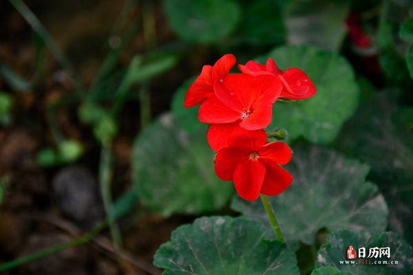花卉植物