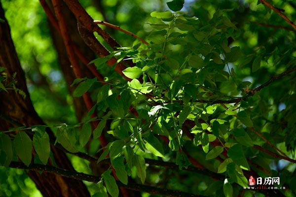 绿色植物树叶风景