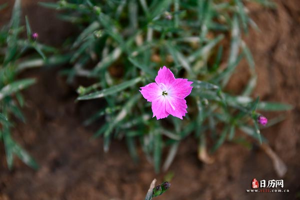 牵牛花