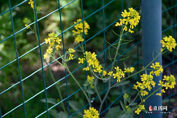 油菜花植物
