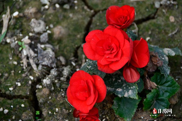 植物之红色玫瑰花
